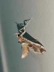 Leucinodes laisalis