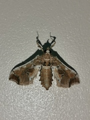 Leucinodes laisalis