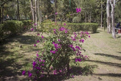 Bougainvillea