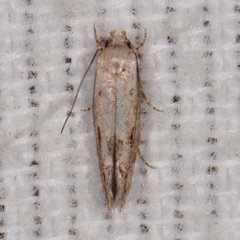 Mompha brevivittella