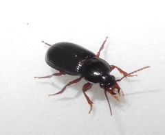 Carabidae