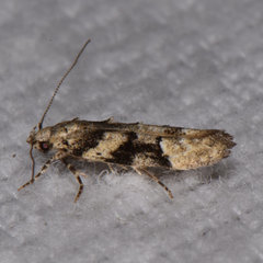 Coleotechnites atrupictella