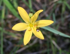 Sisyrinchium longipes