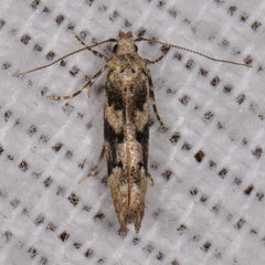 Coleotechnites atrupictella