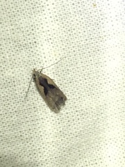 Dichomeris setosella