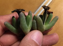 Peersia macradenia