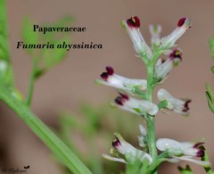 Fumaria abyssinica