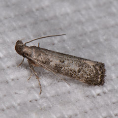 Dichomeris inversella