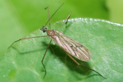 Amphineurus insulsus