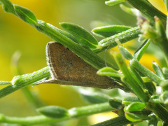 Hyperlais siccalis