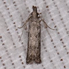 Dichomeris inversella