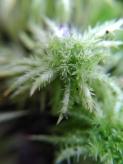 Sphagnum squarrosum