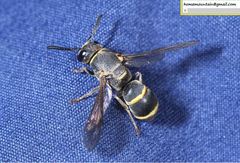 Euodynerus nipanicus nipanicus