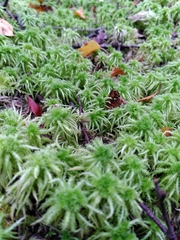 Sphagnum squarrosum