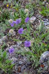 Scabiosa comosa
