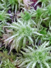 Sphagnum squarrosum
