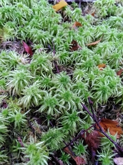 Sphagnum squarrosum
