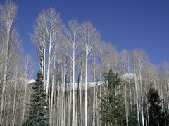 Pseudotsuga menziesii glauca