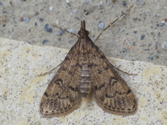 Dolicharthria bruguieralis