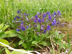 Veronica grandiflora