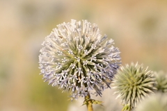 Echinops spinosissimus
