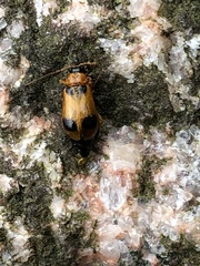 Phyllobrotica quadrimaculata