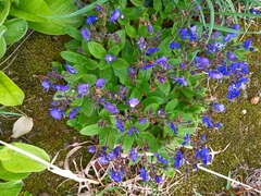 Veronica grandiflora