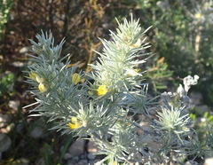 Aspalathus florifera