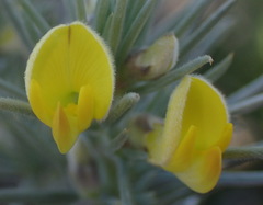 Aspalathus florifera