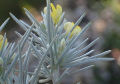 Aspalathus florifera