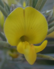 Aspalathus florifera