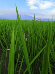 Ischnura senegalensis