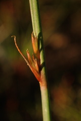 Juncus subsecundus