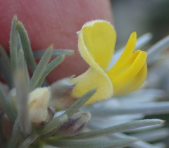 Aspalathus florifera