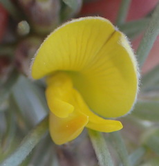 Aspalathus florifera