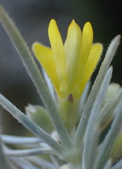 Aspalathus florifera