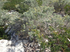 Aspalathus florifera