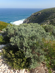 Aspalathus florifera