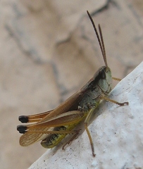 Pseudochorthippus curtipennis