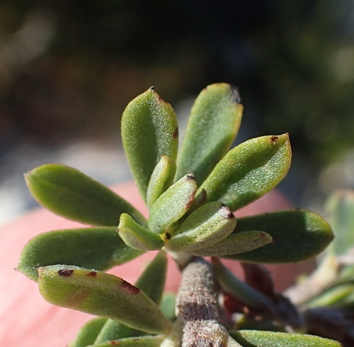 Image of Indigofera flabellata by (c) Nicola van Berkel, some rights reserved (CC BY-SA)