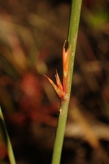 Juncus subsecundus
