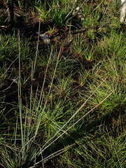Juncus subsecundus