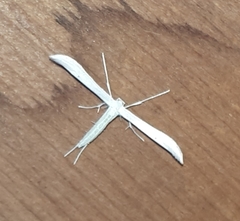 Hellinsia homodactylus