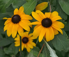 Rudbeckia