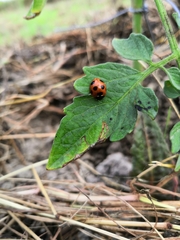Coccinella septempunctata