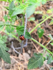 Coccinella septempunctata