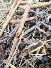 Coccinella septempunctata