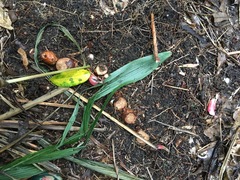 Hedychium gardnerianum