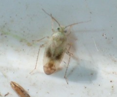 Psallus haematodes