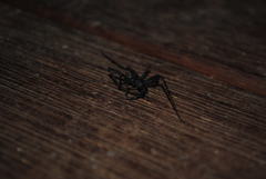 Corasoides australis